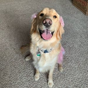 Meet your Posher, Casey